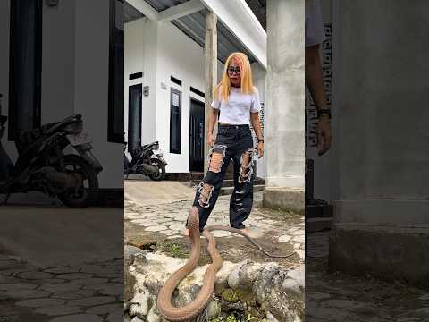 Dilarang Minum Air Kotor, Massa Ngambek sama Vebby, Cemong Malah Ngopiri! #shortvideo #shotrs #snake
