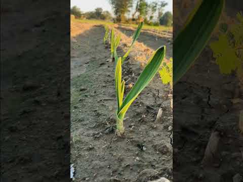 "From Seed to Spice: The Journey of G1 Garlic Through Stages of Growth" #agriculture #nature #garlic