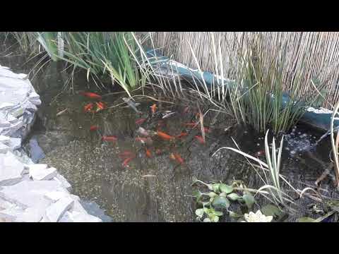 Laghetto di Benvenuto a Trezzo sull'Adda #Progetto 21