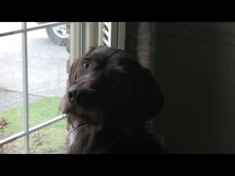 Pudelpointer at window