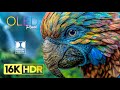 Absolutely Rare 16K HDR Dolby Vision 16K Video ULTRA HD 240 FPS