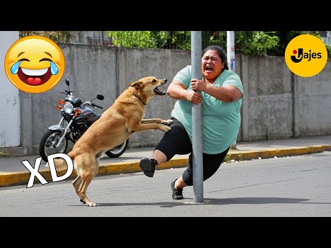 SI TE RÍES PIERDES NIVEL DIOS #133 🤣 VIDEOS DE RISA MUY GRACIOSOS 2025 🤣