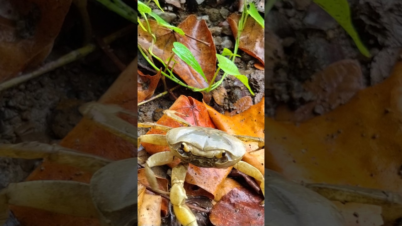 River Crab || Wild Crab #wildlife #fish