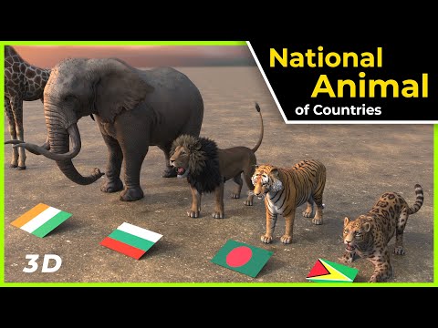 YouTube video about: What is the national bird of ukraine?
