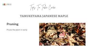 Tamukeyama Japanese Maple Care: Tips and Tricks for Keeping Your Tree Healthy
