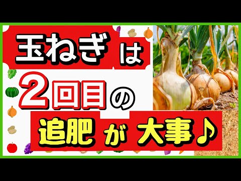 玉ねぎの隣に植える花はどれですか?タマネギのウジ虫を防ぐ植物を発見する  庭園