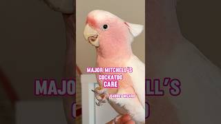 How to Take Care of a Major Mitchell's Cockatoo