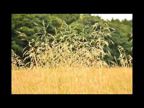 Ian Neal - Perfect Day