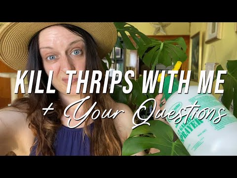 Q&A Featuring How I'm Dealing With Thrips on My Houseplants