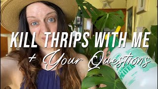 Q&A Featuring How I'm Dealing With Thrips on My Houseplants