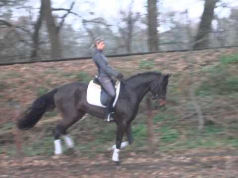 "Brasilia" 3-j. v. Belissimo M. - Mytens xx -For Sale- www.pferde-aus-verden.de