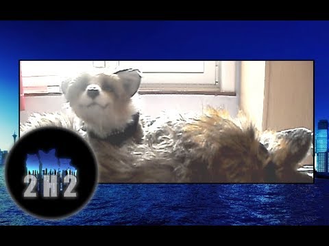 Foxes Live At Home: Myra and Amber Ardenne Belgium