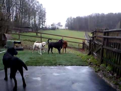 28.12.12 Hundepension Reichshof - www.bernd-tina.de