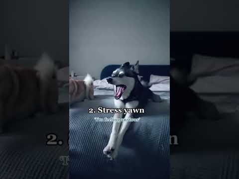 5 Signs Your Dog Is Feeling Anxious Or Stressed #funfactfriday