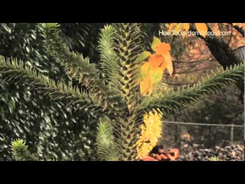 How to Grow Monkey Puzzle Tree
