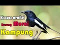 Burung Murai Kampung Pikat Pancingan Kicauan Versi HD