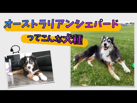 オーストラリアン・シェパードについて詳しく解説