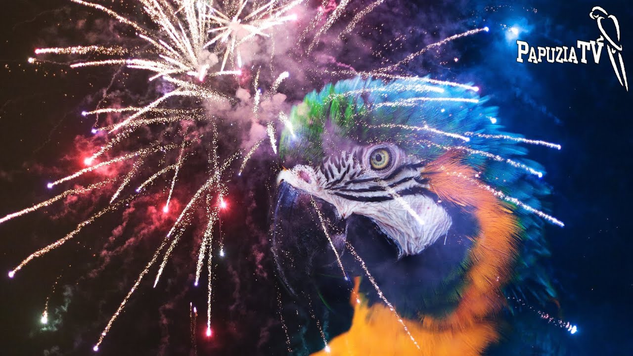 Can Your Parrot Get Used to Fireworks