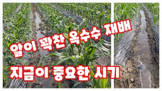 알이 꽉찬 옥수수를 재배 하고 싶다면  물 공급이 최곱니다.