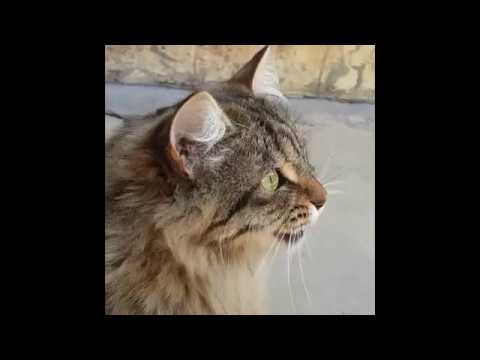 Cats Chirping and Chattering! --- CAT COMPILATION