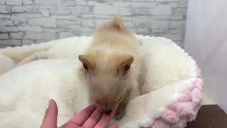 ハーフ犬の動画01