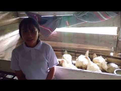 BOLAÑOS HERNANDEZ CAMILA PROYECTO POLLOS DE ENGORDE TOPAIPI CUNDINAMARCA