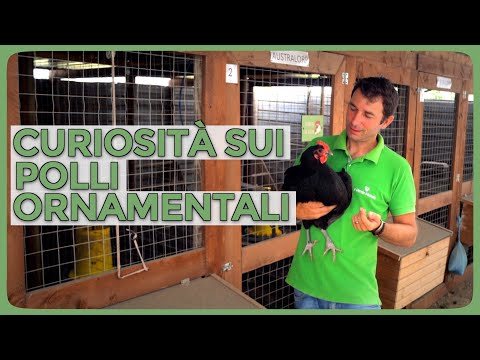 10 piccole curiosità dal mondo dei Polli Ornamentali