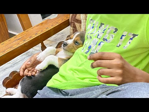 Our Beagle - Milo - 1.5 month puppy