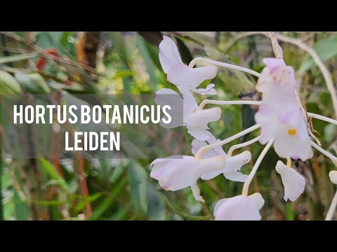 [4K Video] Leiden - Hortus Botanicus Leiden Botanical Garden. Beautiful Flowers and Plants.