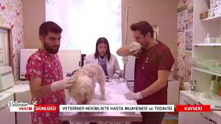 VETERİNER HEKİM GÜNLÜĞÜ | VETERİNER HEKİMLİKTE HASTA MUAYENESİ VE TEDA