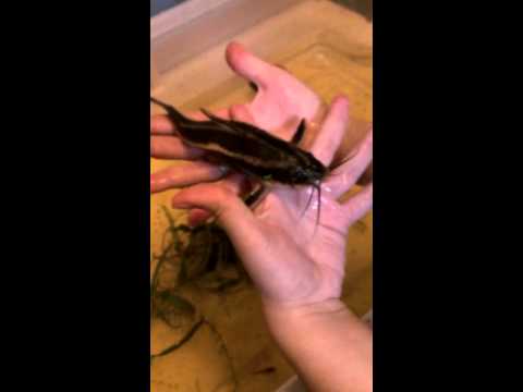 Sumček brnkavý (Platydoras armatulus) — video o chove a starostlivosti