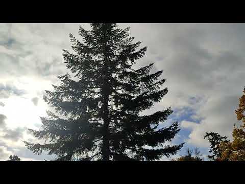 Der Park zu Putbus auf der Insel Rügen . Der Herbst ist da..