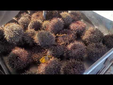 A Typical Eastcoast Hunters Weekend Pt 2 - The dive and hunt