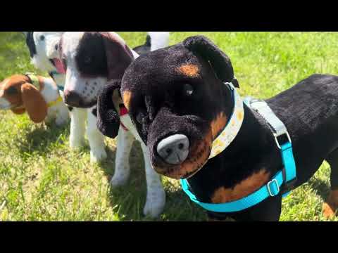 New Collars from 2 Hounds Design!  Behind the scenes antics...