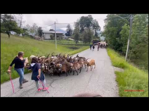 TRANSUMANZE CON LA MULA PIOGGIA NELLA VALLE DI VIU' (TO) 5 - 6 -  2023.