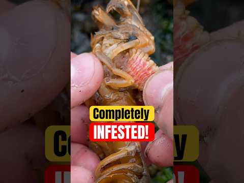 झींगे में इतने सारे परजीवी होते हैं! 😱 #जानवर #प्रकृति #शॉर्ट्स