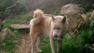 Hokushin_with_Love_and_Gratitude.mov