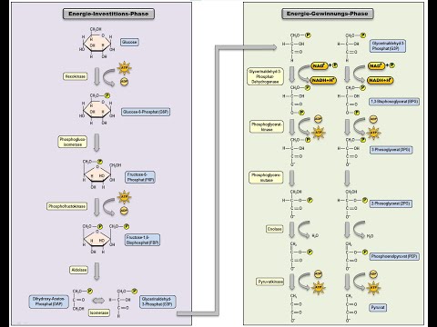 DIE GLYKOLYSE