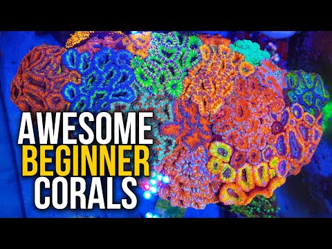 Top 5 Awesome Beginner Corals