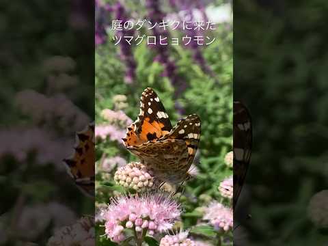 花束によく使われる生花「アルストロメリア」