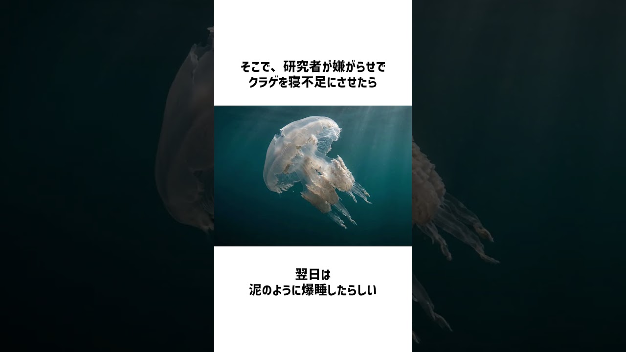 生物はどうして寝るのか。【クラゲ】