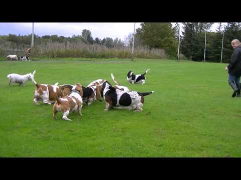 Scottish Basset Hound Walk At Forfar Loch