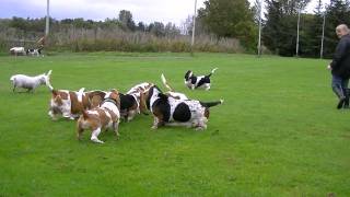 preview picture of video 'Scottish Basset Hound Walk At Forfar Loch'