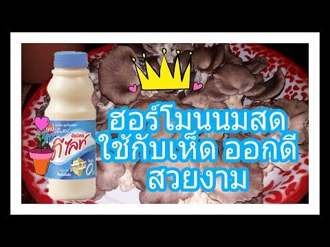ศูนย์สำหรับการรักษาของโรคสะเก็ดเงินเซนต์ปีเตอร์สเบิร์ก ครีมรักษาโรคสะเก็ดเงินคิดเห็น Elokim