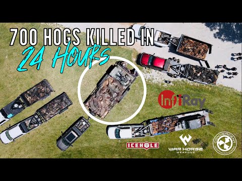 Over 700 Hogs Killed | Kill'EmAll Hog Contest (2022)