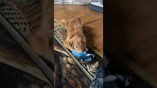 Nova Scotia Duck-Tolling Retriever Puppies Videos