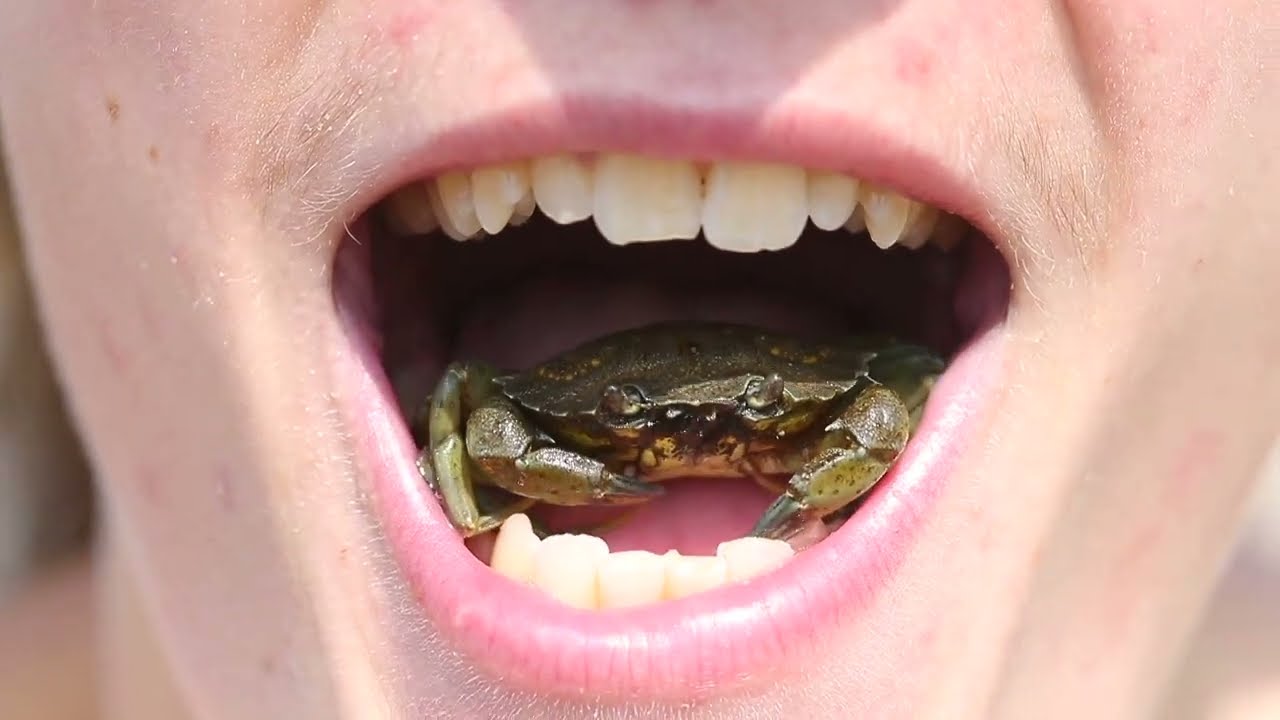 Die Strandkrabbe - einer der nützlichsten Aasfresser des Inselmeeres
