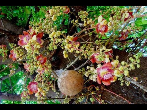 Cannonball tree/kanonskogelboom/Couroupita Guianeris