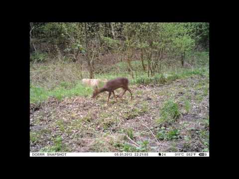 Wildcam. Great Shots. Music: John Winston Berta