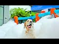 DOG GETS FOAM PARTY FOR 8TH BIRTHDAY